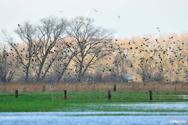 Overstroomde Noordschotebroek
