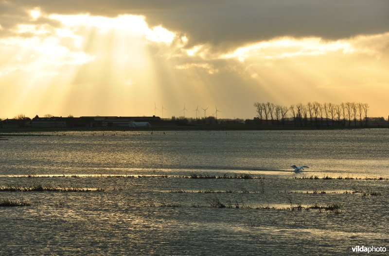 Overstroomde Noordschotebroek