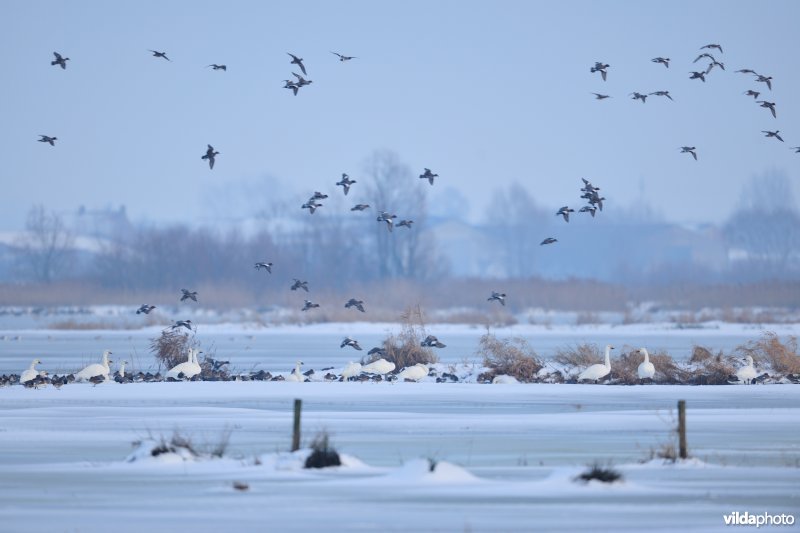 Winterse Rillebroeken