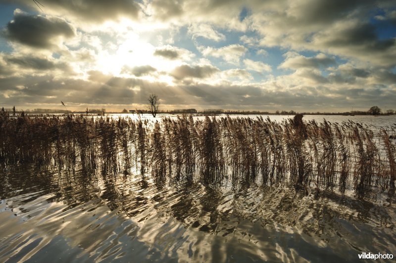 Overstroomde Houtensluisvaart, Rillebroek en rietkanten