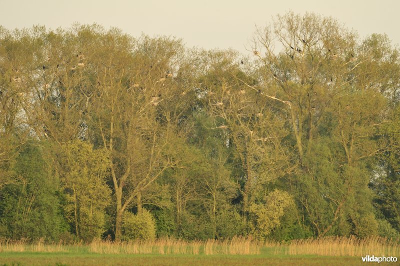 Eendekooi in Merkembroek met aalscholvernesten