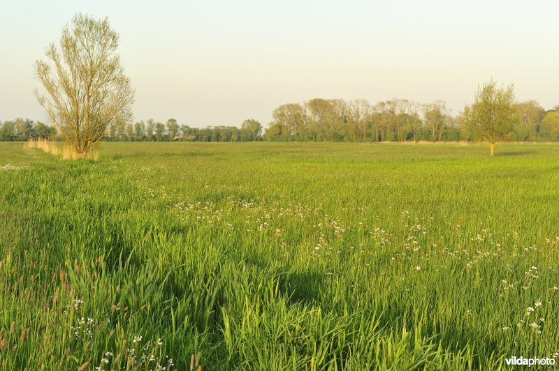 Merkembroek