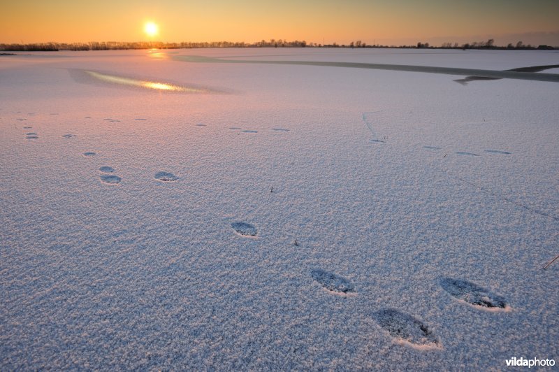 Sporen van haas in de besneeuwde Merkembroeken