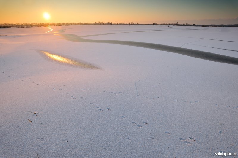 Sporen van haas in de besneeuwde Merkembroeken