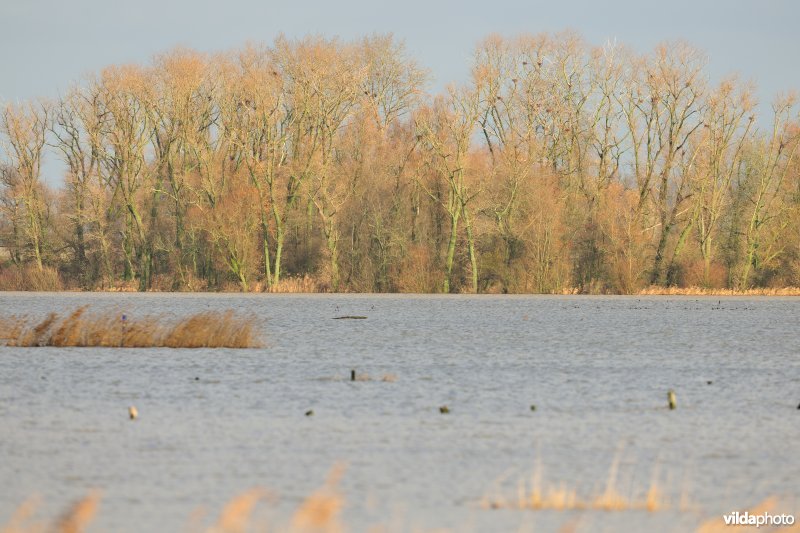 Overstroomde Hoog Broek