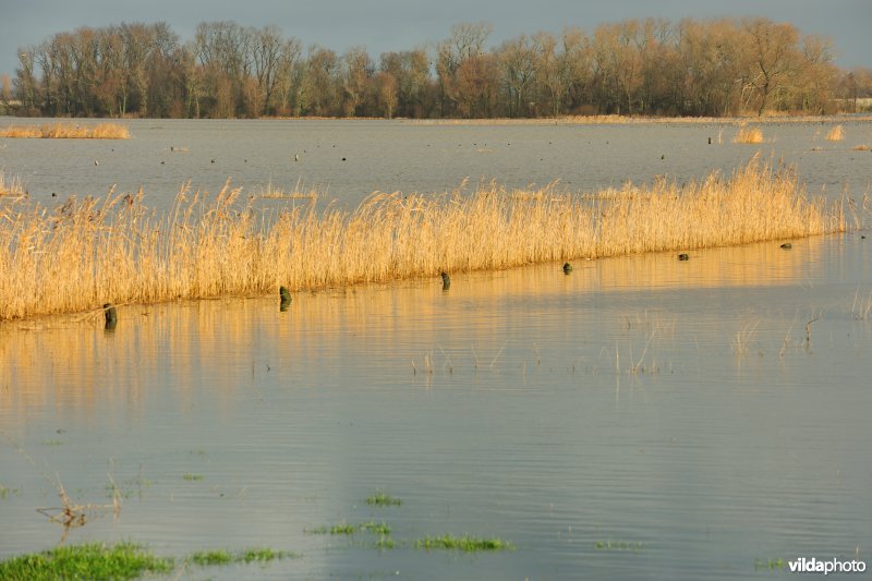 Overstroomde Hoog Broek