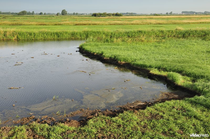 Natuurinrichtingswerken aan de Blankaart