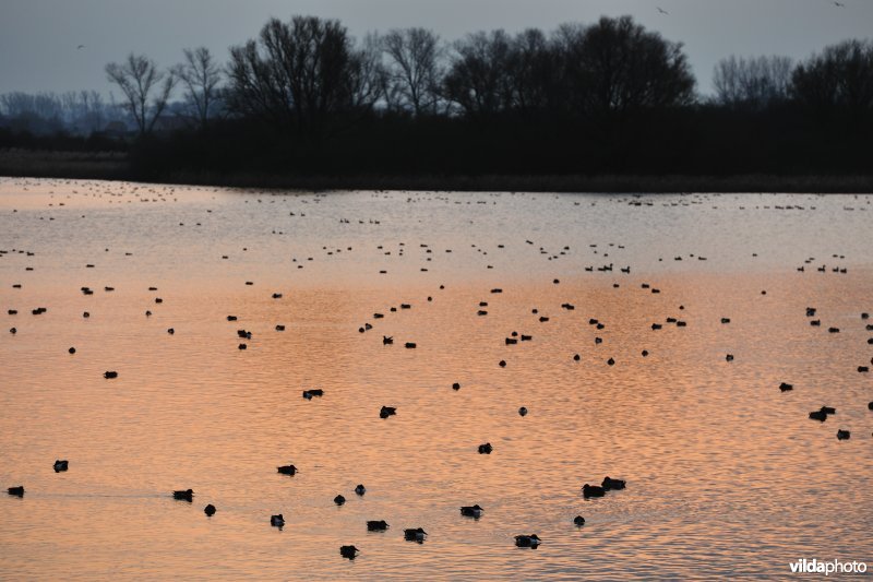 Overwinterende watervogels op de Blankaartvijver