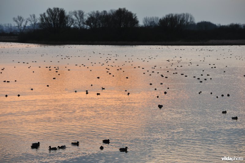 Overwinterende watervogels op de Blankaartvijver