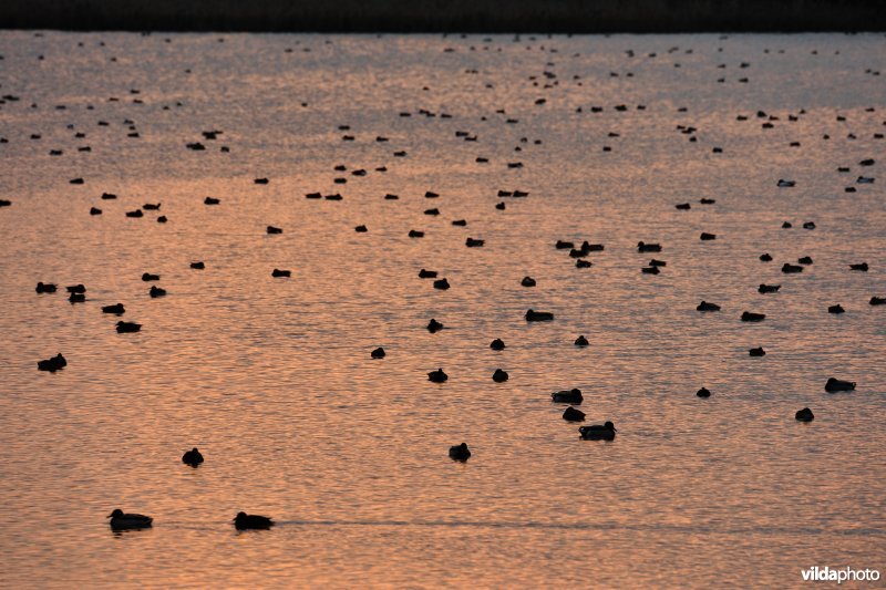 Overwinterende watervogels op de Blankaartvijver