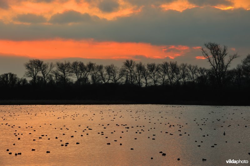Overwinterende watervogels op de Blankaartvijver