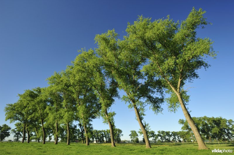 Populieren in het Vijfhuizenbroek