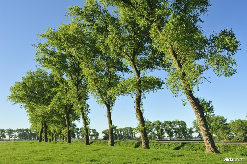 Populieren in het Vijfhuizenbroek