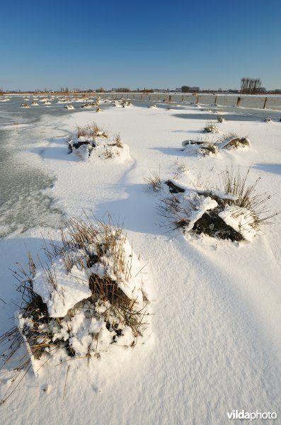 Pitrusbulten in de winterse Vijfhuizenbroeken