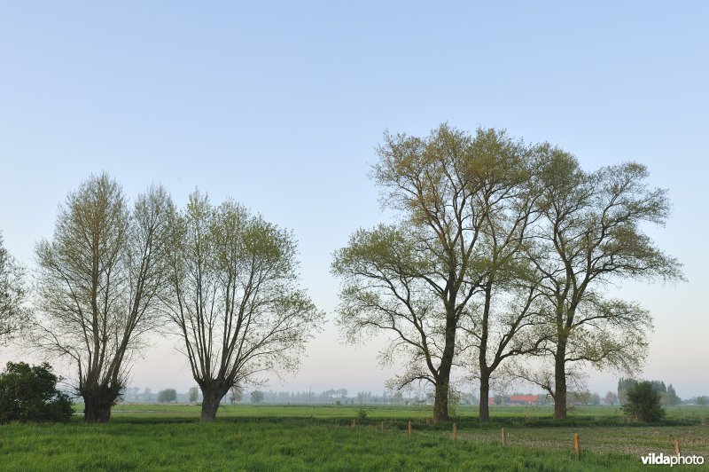 Woumenbroek