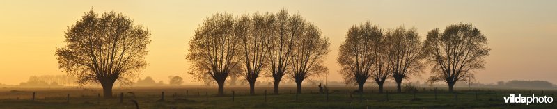 Knotwilgen in het Woumenbroek