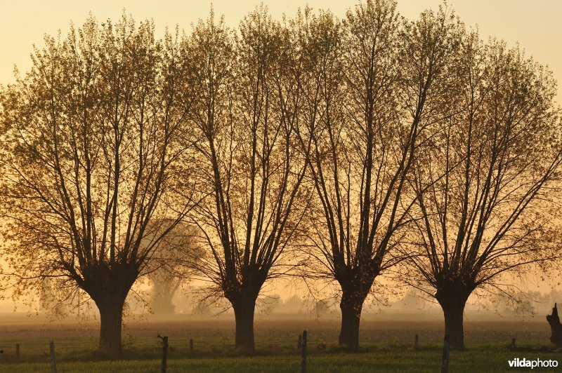 Knotwilgen in het Woumenbroek