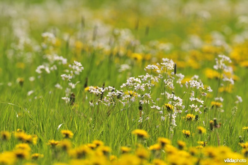 Pinksterbloemen en Paardebloemen in Merkembroek