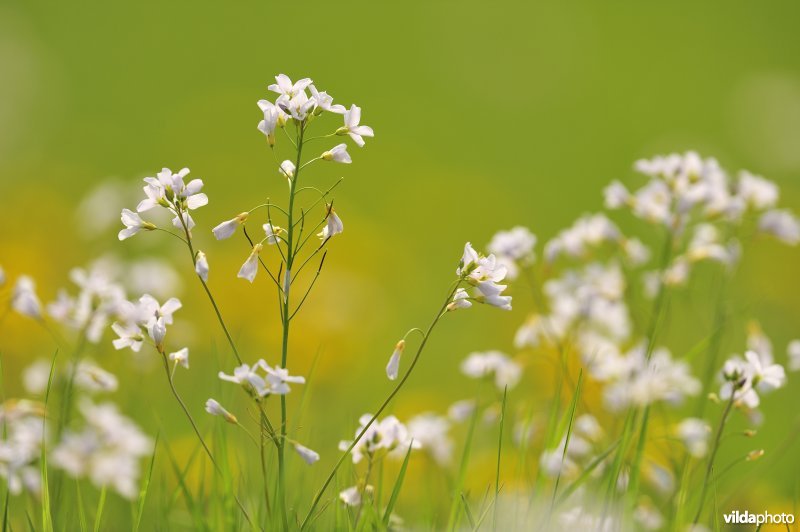 Pinksterbloemen in de Merkembroeken
