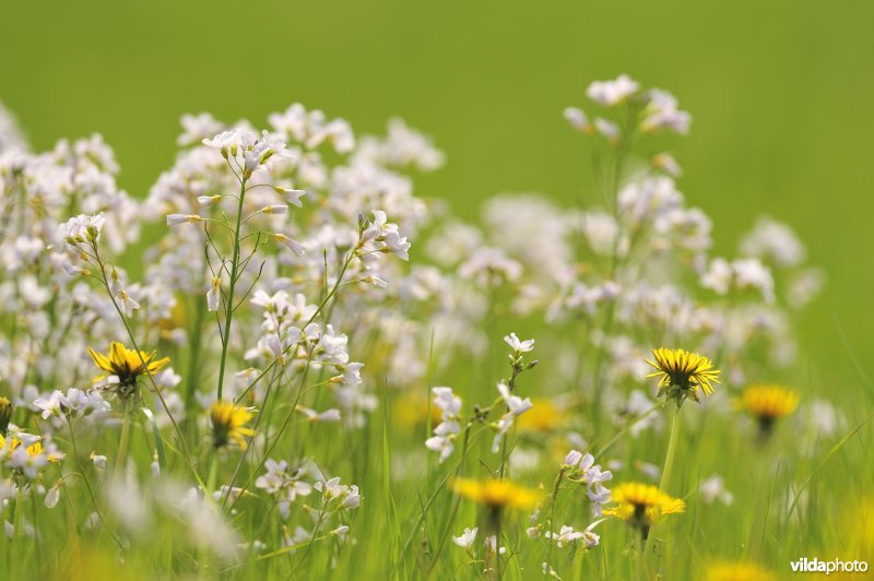 Pinksterbloemen in de Merkembroeken