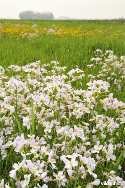 Pinksterbloemen in de Merkembroeken