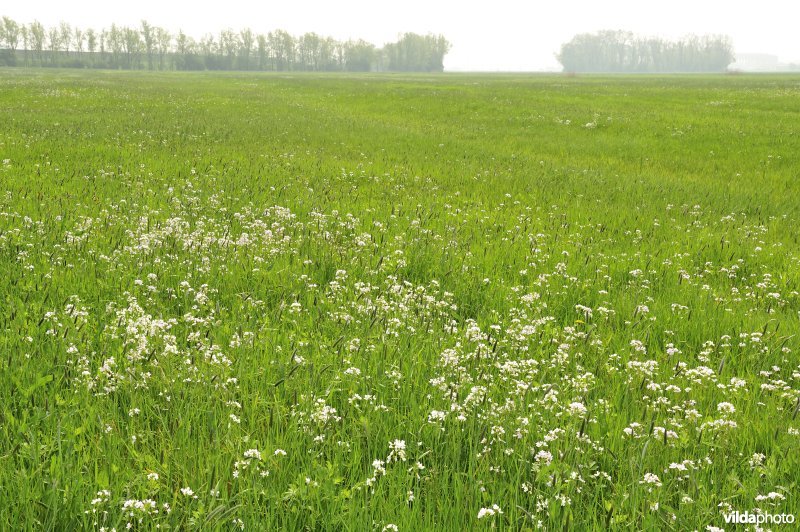 Pinksterbloemen in de Merkembroeken