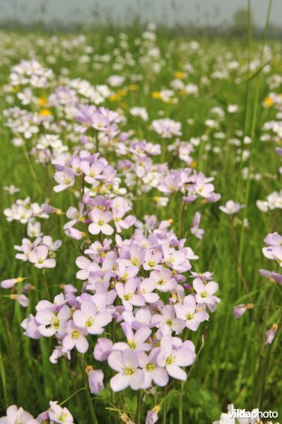 Pinksterbloemen in Noordschotebroek