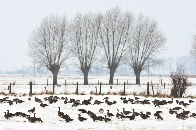 Kolganzen in de IJzervallei