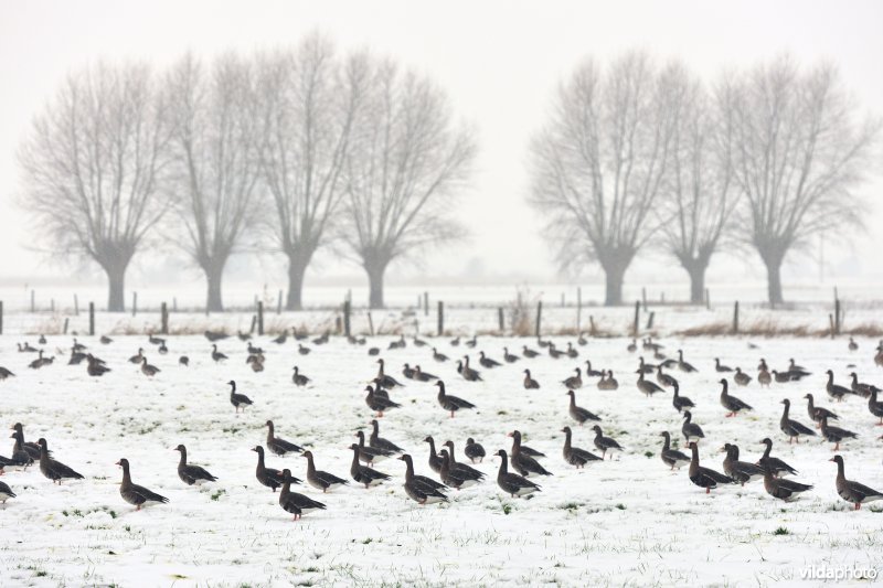 Kolganzen in de IJzervallei