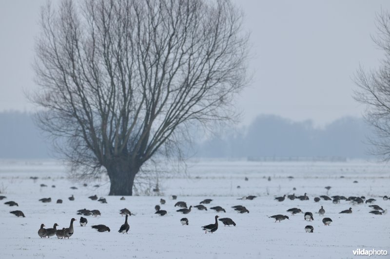Kolganzen in de IJzervallei