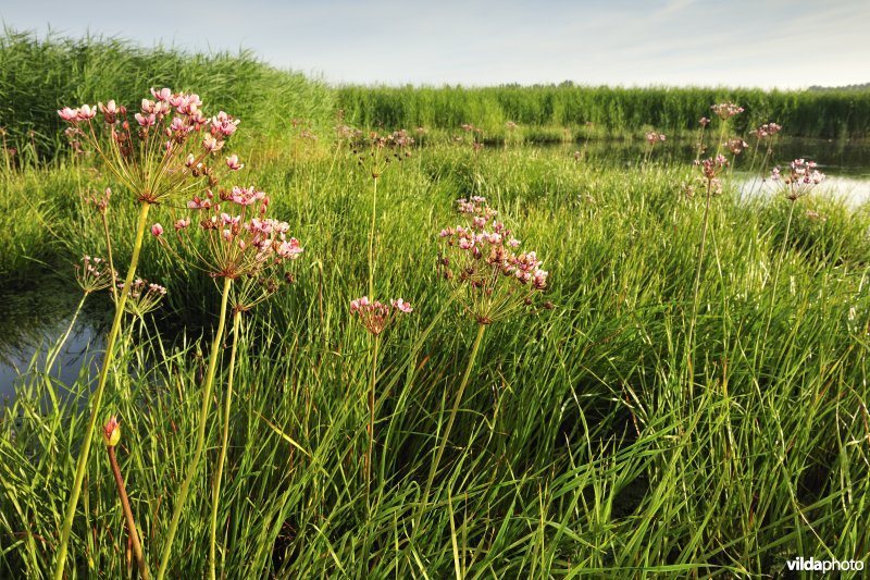 Oude jachtput met Zwanenbloemen