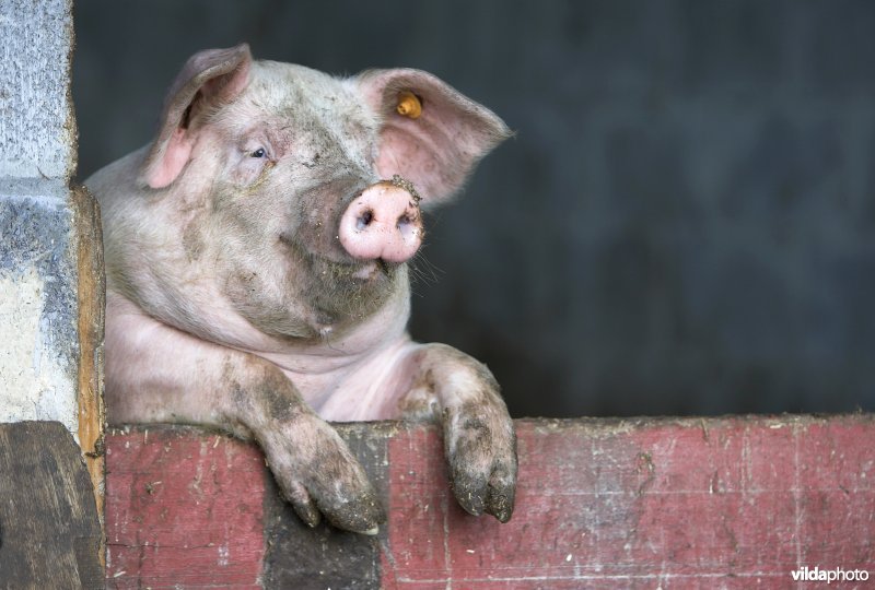 Close-up van een varken