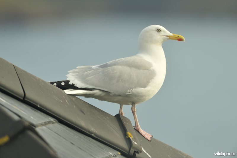 Zilvermeeuw op een dak