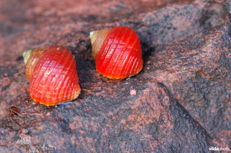 Ruwe alikruik