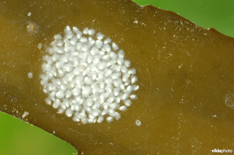 Eitjes van Stompe alikruik