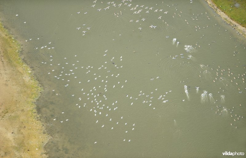 Vogels in Putten West