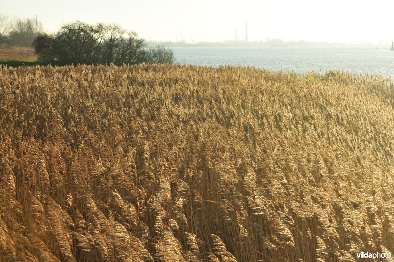 Galgenschoor aan de Schelde