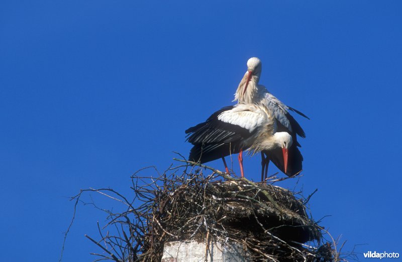 Ooievaars op nest