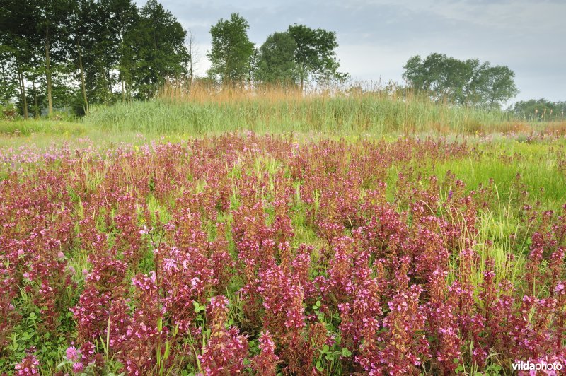 Natuurreservaat De Leiemeersen