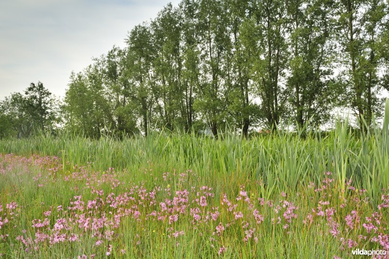 Natuurreservaat De Leiemeersen