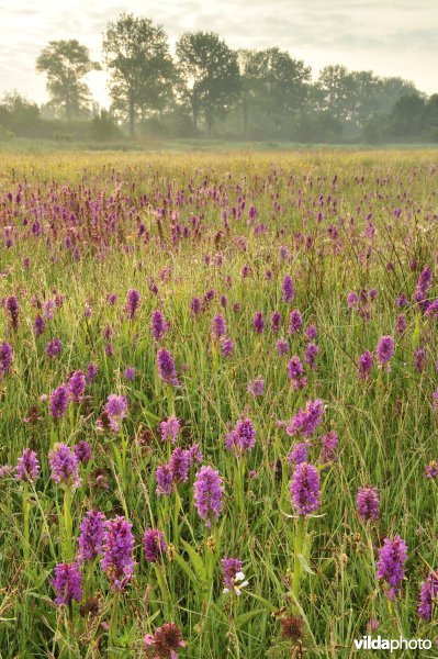 Natuurreservaat De Leiemeersen