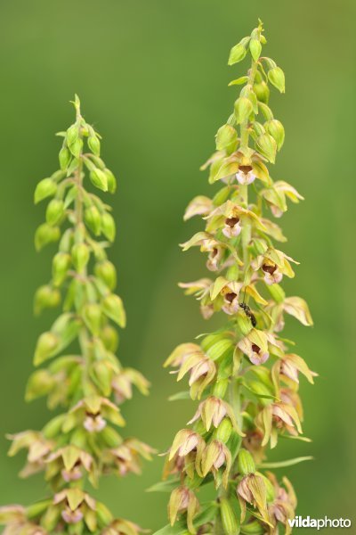 Breedbladige wespenorchis