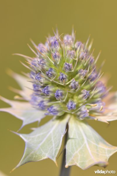 Blauwe zeedistel
