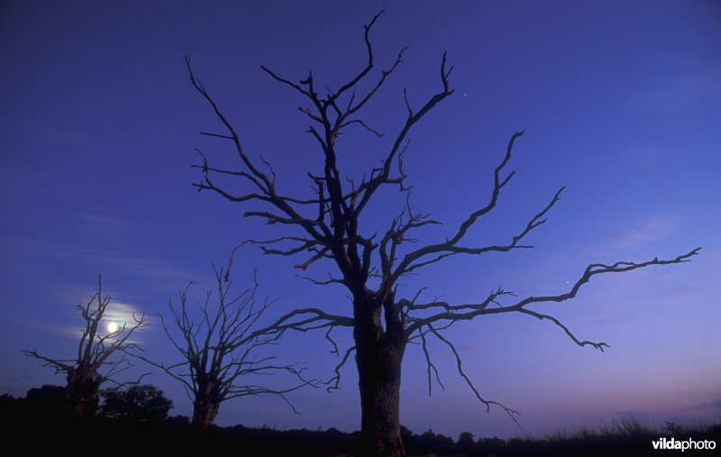 Oude eiken in de nacht
