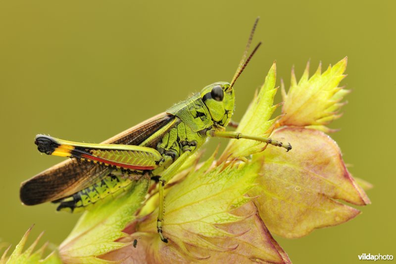 Mannetje Moerassprinkhaan