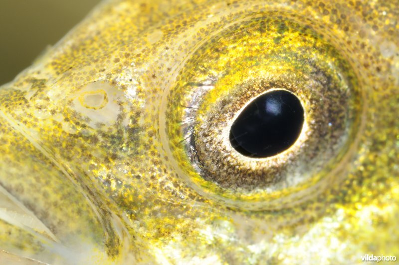 Oog van Tiendoornige stekelbaars