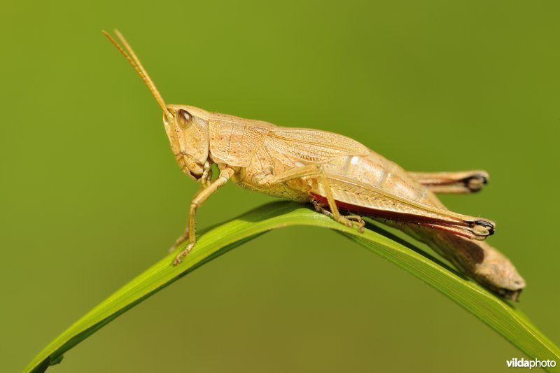 Vrouwtje Gouden sprinkhaan