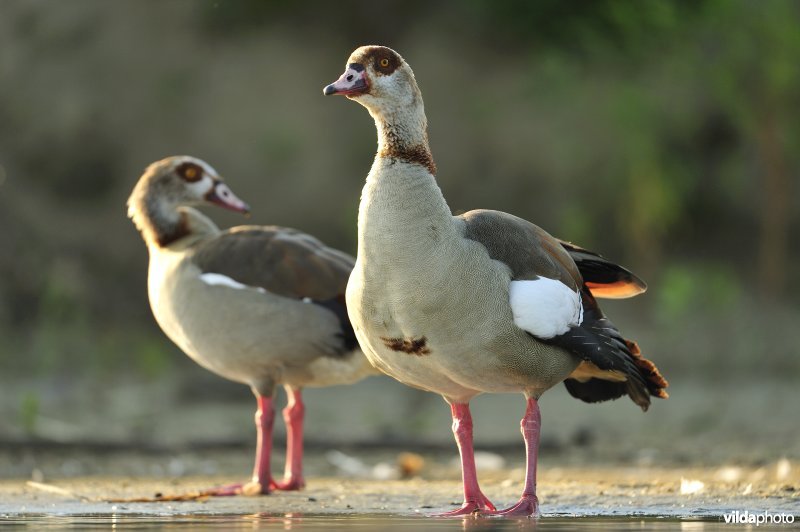 Koppeltje Nijlgans