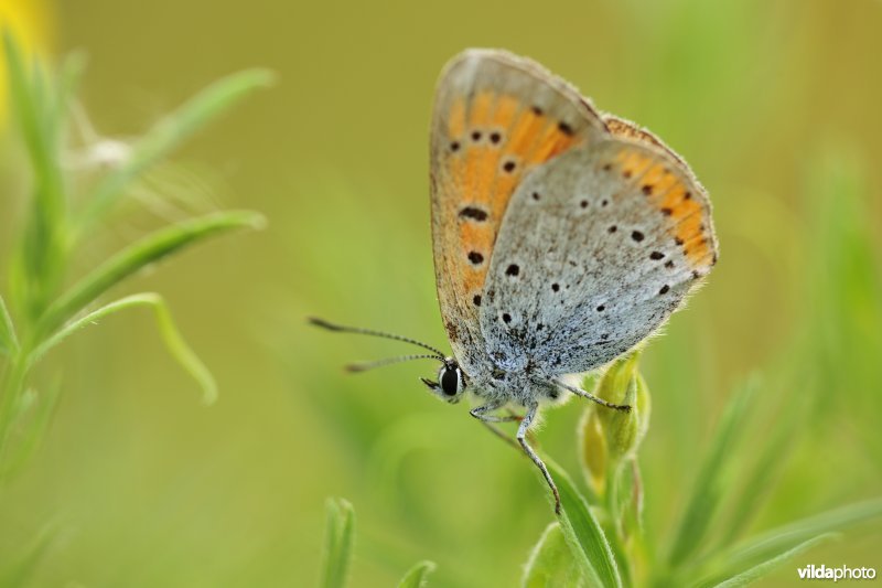 Grote vuurvlinder