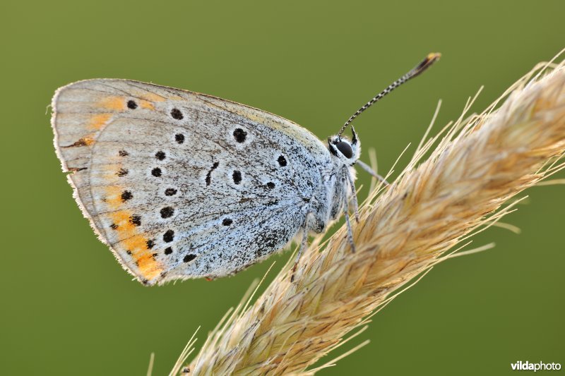 Grote vuurvlinder